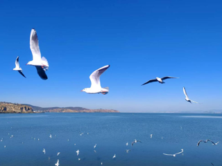 活动预告丨“千羽飞翔——红嘴鸥与昆明的温暖记忆”读书会