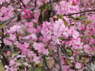 活动预告丨“花朝春半，香满人间”主题读书会